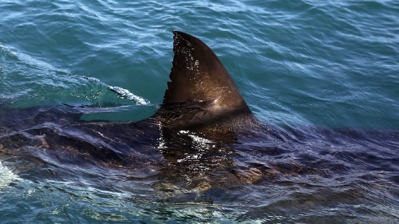 Un surfista se hizo la víctima del ataque de tiburón en California