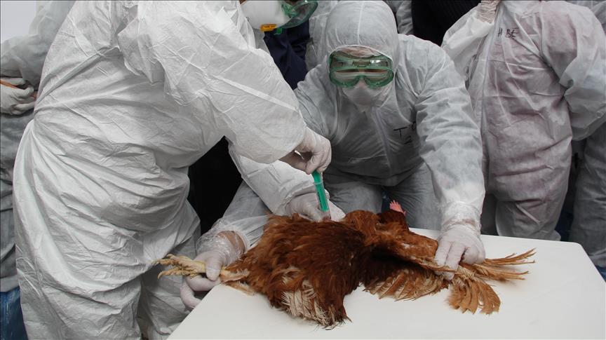 欧洲爆发禽流感     成千上万只鸟类和家禽被扑杀
