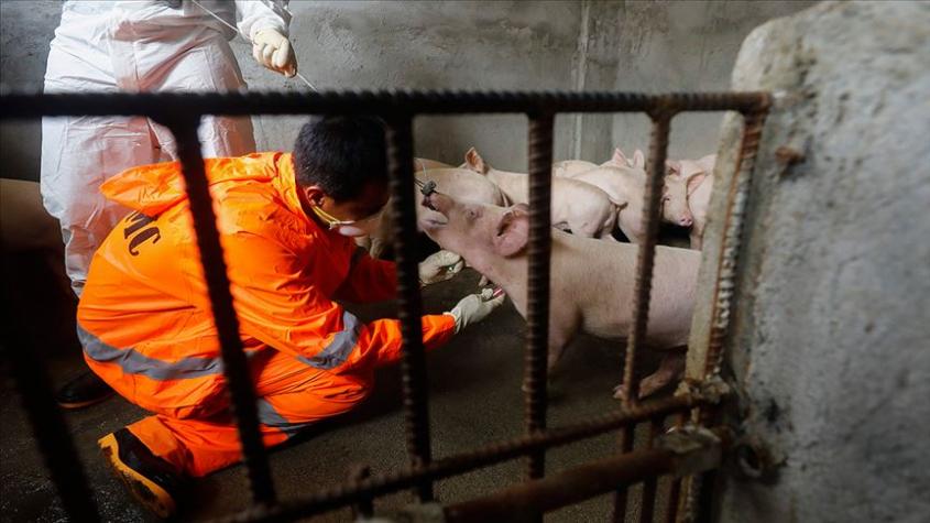 日本爆发猪瘟  7900 头猪将被扑杀