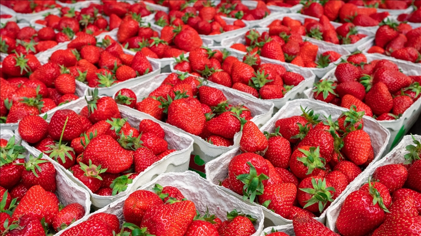 افزایش صادرات توت زمینی تورکیه به کشورهای جهان