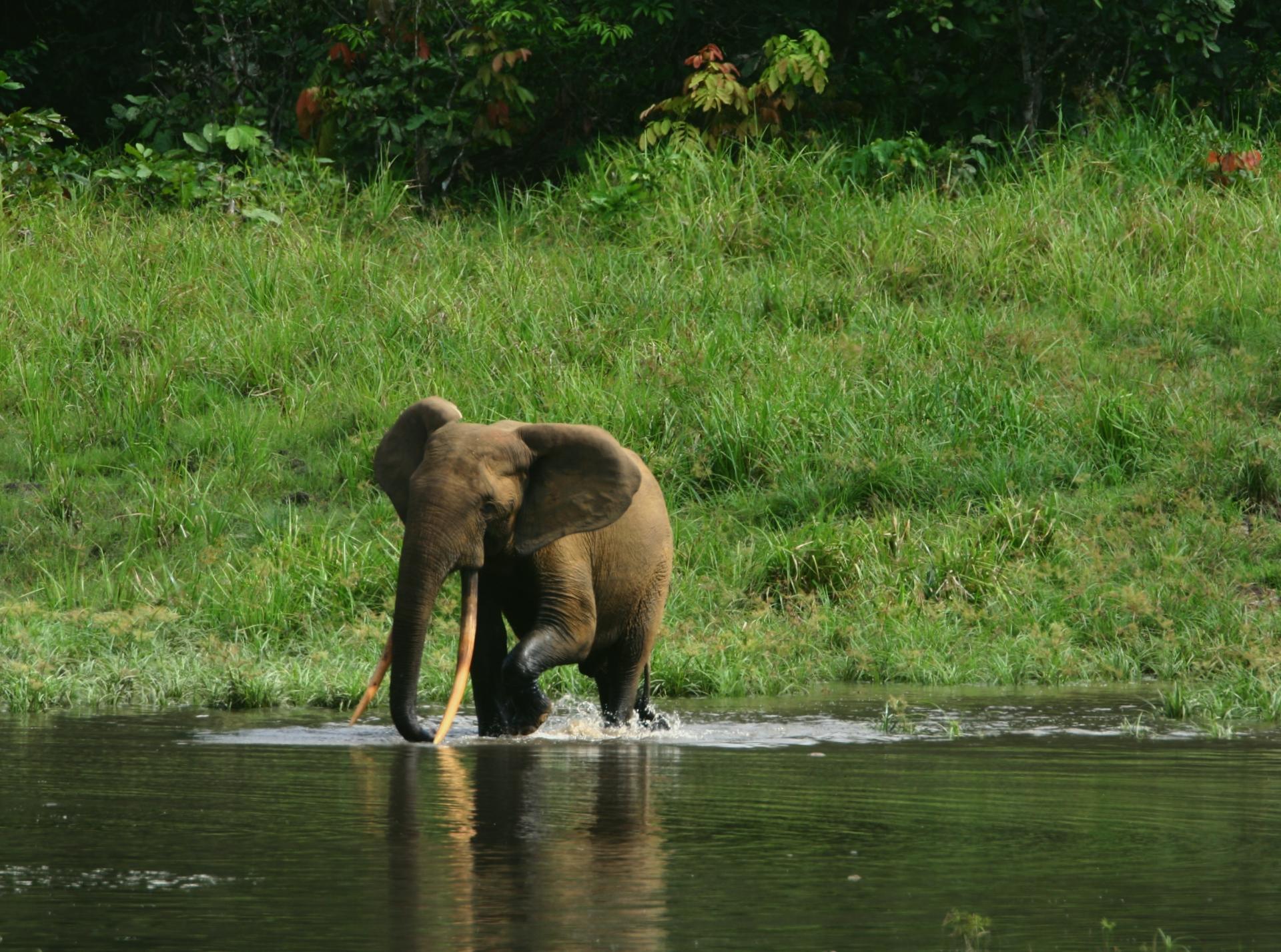加蓬伊温多国家公园列入联合国教科文组织《世界遗产名录》