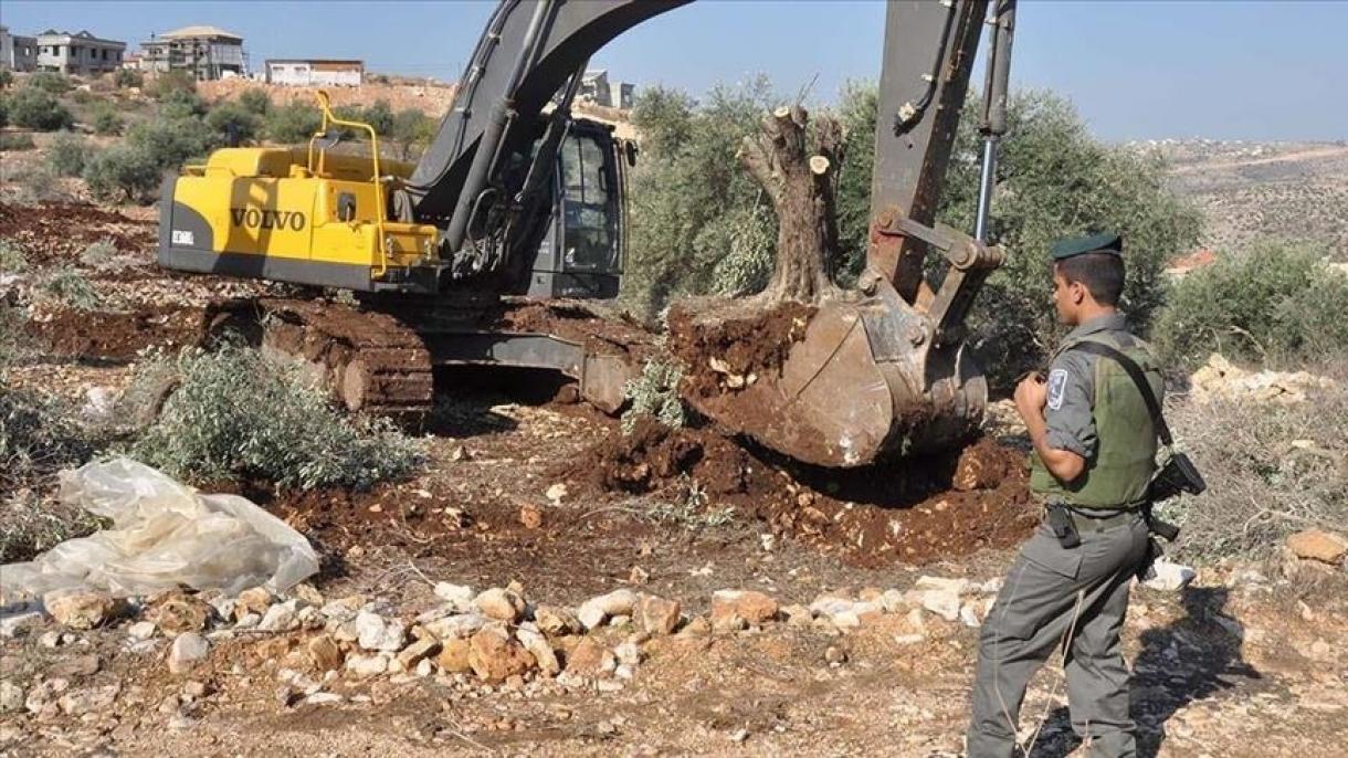 قطع 250 اصله درخت زیتون فلسطینی‌ها در کرانه باختری توسط شهرک‌نشینان یهودی