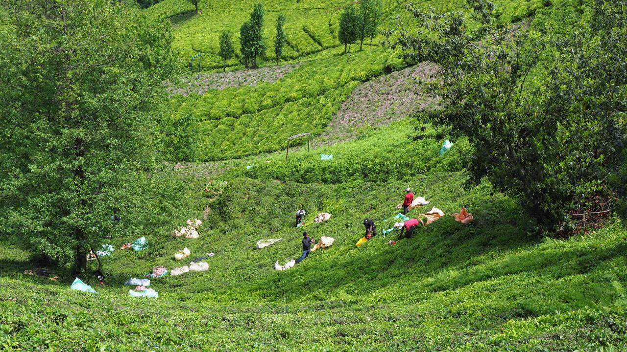 La cultura del té turco entró en la lista de la UNESCO