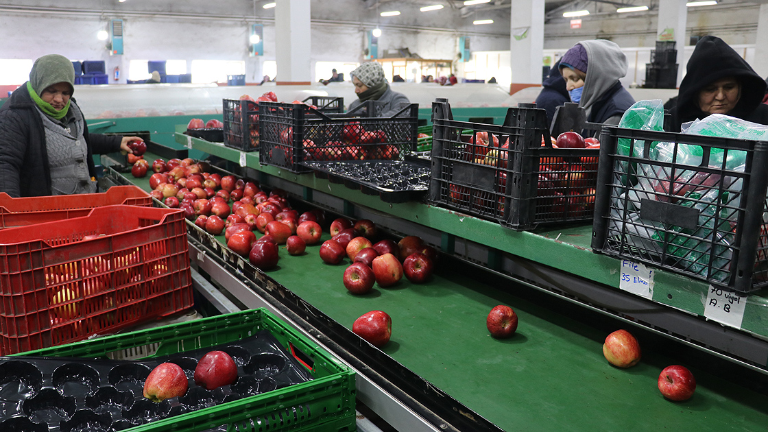 ترکیه در سال گذشته از صادرات سیب 180 میلیون دلار درآمد داشت
