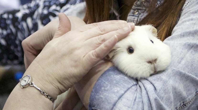 Hong Kong sacrificará a unos 2000 mamíferos pequeños de una tienda de mascotas por contagio de Covid