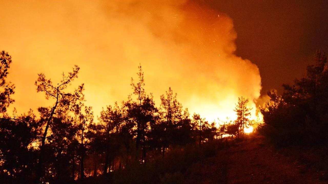 Una zona forestal de 100 mıl hectáreas fue devastada por las llamas en Australia