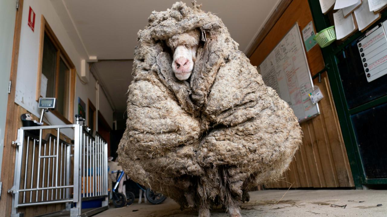 گوسفند وحشی با 35 کیلو پشم