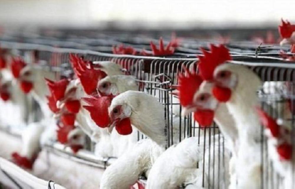 Alerta por la gripe aviar en Reino Unido