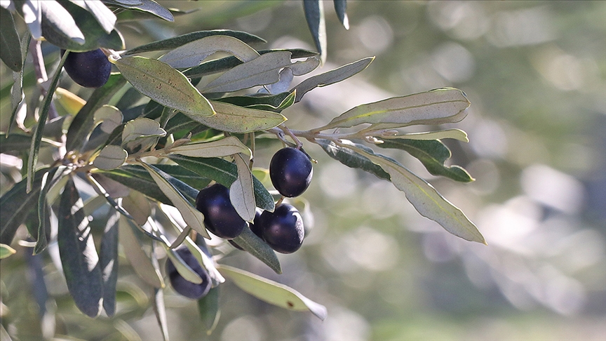 Las hojas de olivo son una planta con beneficios muy valiosos en el organismo