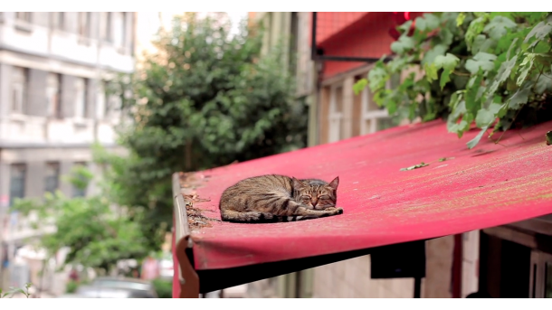 Știați că orașul istoric Istanbul este faimos și pentru pisicile sale?