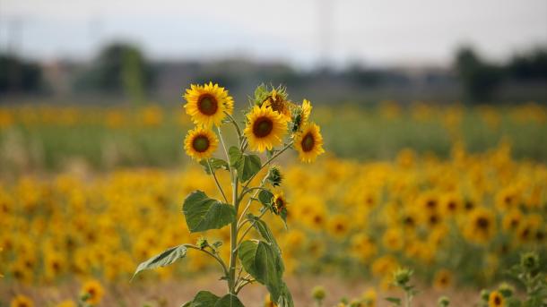 黄色い花嫁 が目を覚まし 魔法がかけられたトラキア地方