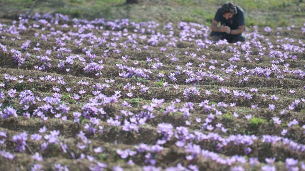 国家の植物サフラン 本場サフランボルでキロ 漬物のまちチュブクでは初収穫