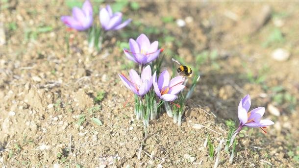 国家の植物サフラン 本場サフランボルでキロ 漬物のまちチュブクでは初収穫