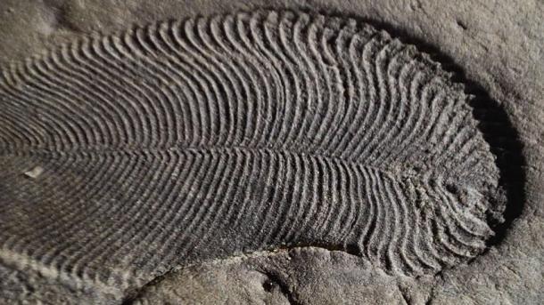 bilinen en eski hayvan fosili bulundu.jpg