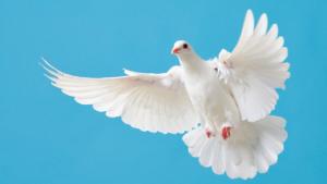 El Día Internacional de la Paz