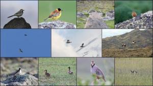 مناطق کوهستانی ایغدیر زیستگاه 110 گونه پرنده