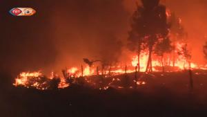 Incendio forestal consume 3.500 hectáreas en Chile