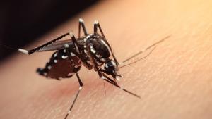 ویروس زیکا در هندوستان درنزد 89 نفر شناسایی شد