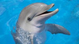 加州海面海豚自由跳荡