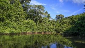 Új állatfajokat fedeztek fel a perui Amazonas-vidéken