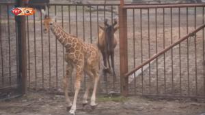 Újonnan született zsiráf felfedezi az állatkertjét