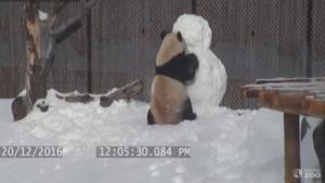 Panda játszik a hóemberrel