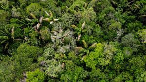 巴西亚马逊雨林干旱可能影响50万人