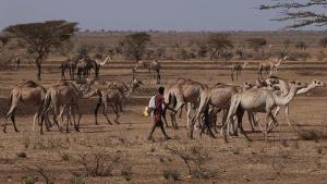 Somalidə son 40 ilin ən pis quraqlığı yaşanır