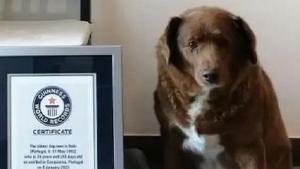 Bobi került be a Guinness Rekordok Könyvébe  „a világ legidősebb kutyájaként”