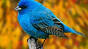 افسانه "پرنده آبی"