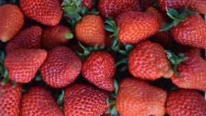 吃草莓可提高认知能力且有助于对抗抑郁症状