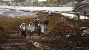 Avanza hacia Florida una masa gigante de algas marinas