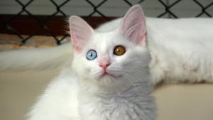 Япoннaр Вaн мәчeсeнә xәйрaн кaлды