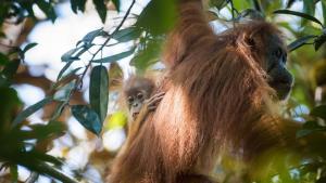 Malásia introduz política de oferecer orangotangos aos países para os quais exporta óleo de palma