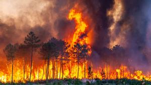 افزایش میزان آتش‌سوزی‌های جنگلی در  کشورهای عضو اتحادیه اروپا