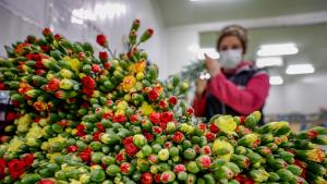 Le esportazioni di fiori dalla Turchia si aggirano intorno ai 150 milioni di dollari