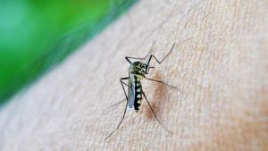 36 víctimas mortales en 2 meses a causa de malaria que comenzó en Etiopía