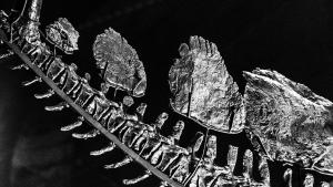 Uno de los esqueletos de dinosaurios más grandes de Europa está en España