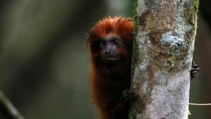 Braziliyädä çir tarata dip maymıllarnı üterälär