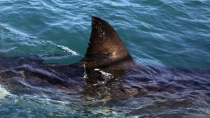 Акула уби две туристки в Египет