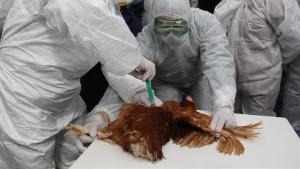 Maior surto de gripe das aves na Europa