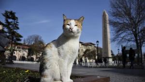 ¿Sabían que la ciudad de İstanbul es famosa con sus gatos también?