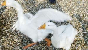 مشاهده یک مورد آنفولانزای مرغی در یک مزرعه اردک در کره جنوبی