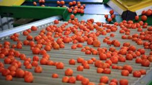 رشد 23 فیصدی صادرات محصولات نارنجیه ای تورکیه