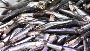 صادرات ماهی کلیکا از ترکیه