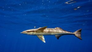 Speciile de rechini și pisici de mare din Marea Mediterană ar putea dispărea