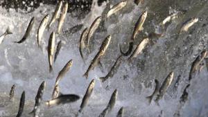 شهرت جهانی ماهی کفال مروارید وان