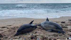 مرگ دسته‌جمعی دلفین‌ها در برزیل