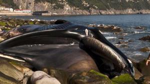 Altre 200 balene spiaggiate in Tasmania
