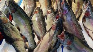 东黑海出口商协会努力将土耳其鲑鱼推向日本市场